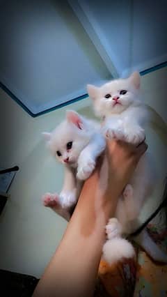 Russian cats