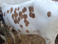 Qurbani k janwer