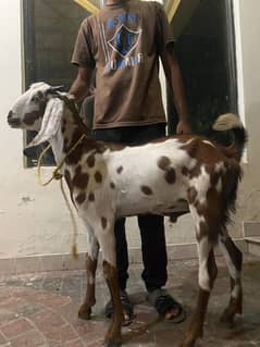 Goat | Bkra | qurbani Bkra | Betal Goat | Desi Goat for Sale low price