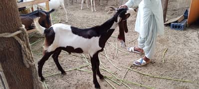 Qurbani Bakry for sale