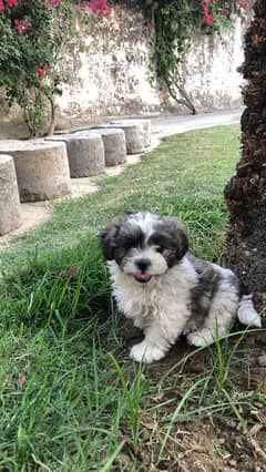shih poo puppy 3 months old