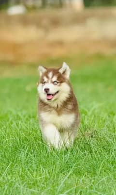 Husky