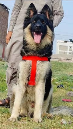 king Shepherd male available for sale