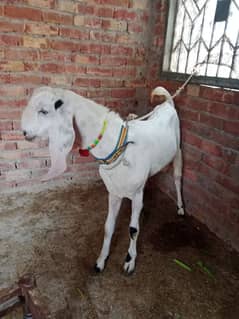 bakra