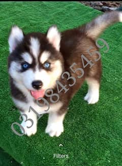 Husky | siberian Husky Puppy for Sale | 0319 8435459