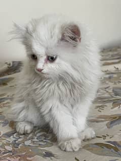 Persian kitten. Triple coated