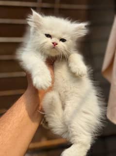 fluffy Sami punch/punch face cat n kittens available for