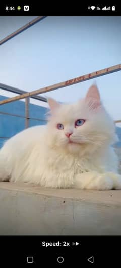 white colour blue eyes long hair