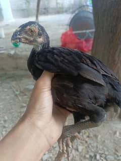 Kandhari