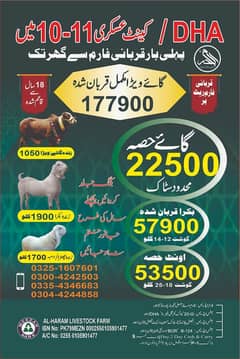Cow Hissa Is Available Qurbani 2025 AL-HARAM LIVESTOCK FARM