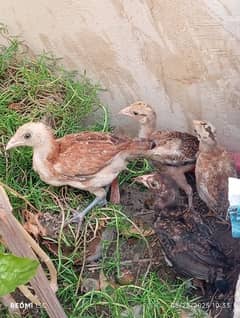 pure aseel (cheena) nasl key chicks for sale