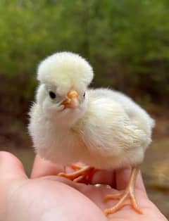 White Polish Chicks High Quality Breed