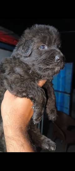 long Coat male pup available for sale