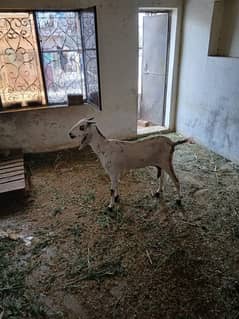 dogli bakria for sale my cintact 03134248982