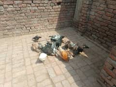 Aseel Hens Pairs for Sale