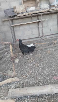 aseel hen