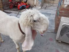 Sheep