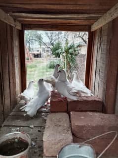 Fancy piegon for sale