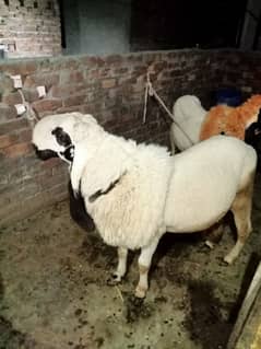 goats