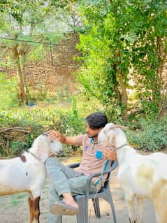 Bakra for sell