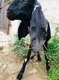 6 month Bakri Desi×Dogli