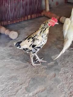 for