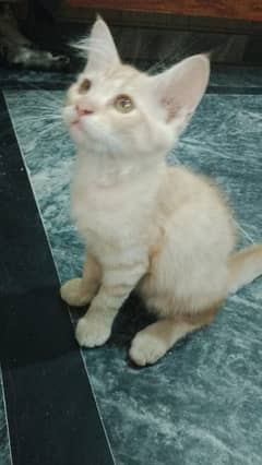 persian male and female kitten urgent for sale