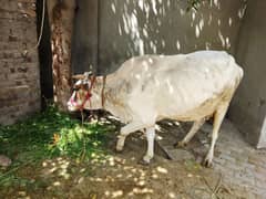 Cow