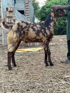 bakra