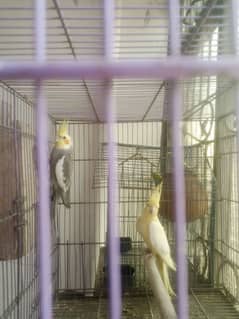 brider pair