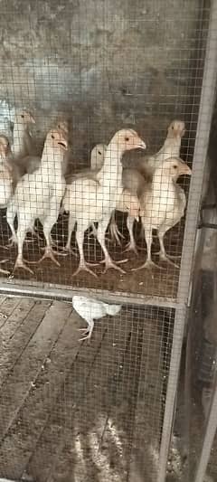 Hera chicks