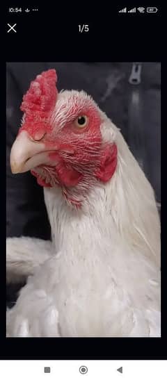 Heera