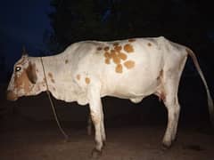 Qurbanii Best Deal. . 0 306 *6635*291*weight 3.5 munn confirm