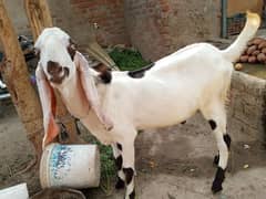 Bakra for sale Suraj meani road Multan contact number 03047621920