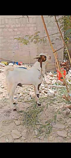 Bakra