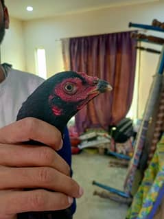 Pure Aseel high quality mianwali female