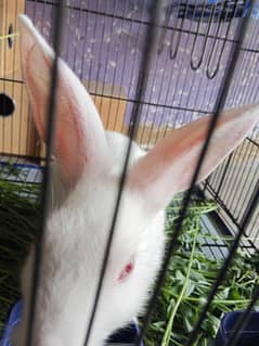 pepar white