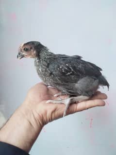Golden Misri Chicks Chick Chickens Chicken Chooza Choza