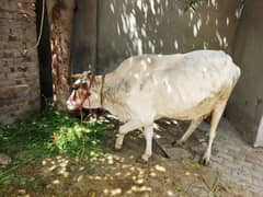 cow