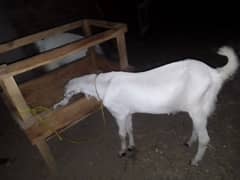 Bakra |donda bakra |bakre |desi bakra |goat |white bakra |qurbani 2025