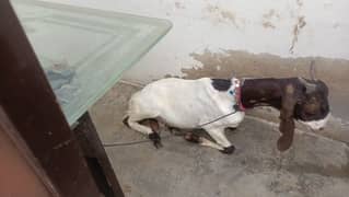 Bakra