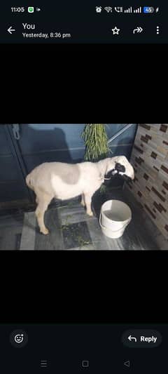 لیلا برائے فروخت