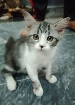 persian male and female kitten urgent for sale