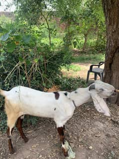 Bakra for sale healthy