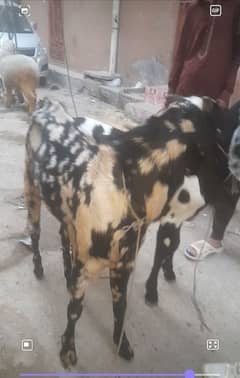dasi bakra kurbani 03234438191