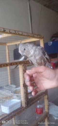 hend tame coktail