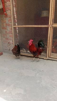 golden misri pair for sale