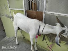 2 dant Bakra for Qurbani