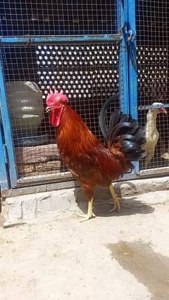 Desi