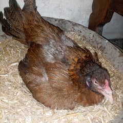 kurak